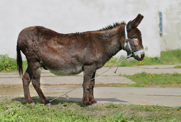 Foto engraçado burro — Fotografia de Stock