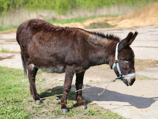 Foto engraçado burro — Fotografia de Stock