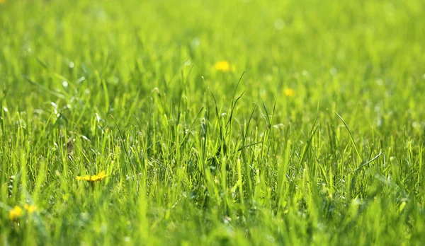 Picture green grass — Stock Photo, Image