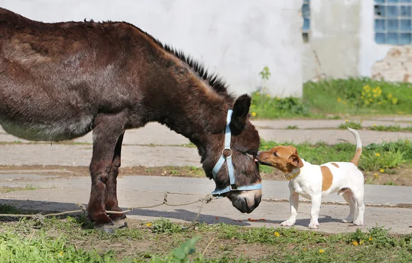 Foto engraçado burro e cão — Fotografia de Stock