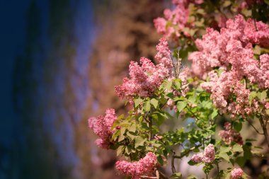 Fotoğraf güzel çiçekli ağaç bahar  