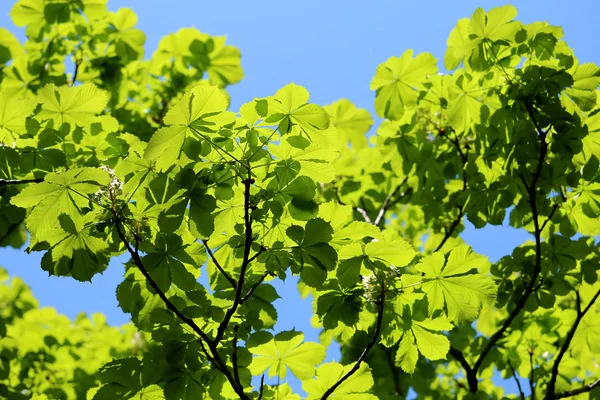 Hermosas hojas verdes del árbol — Foto de Stock