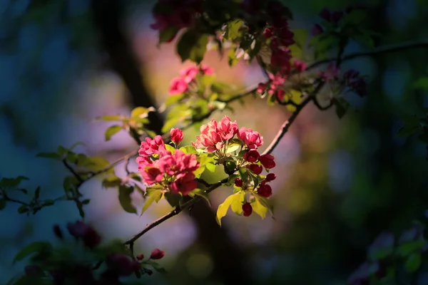 Foto Bela árvore de floração primavera — Fotografia de Stock