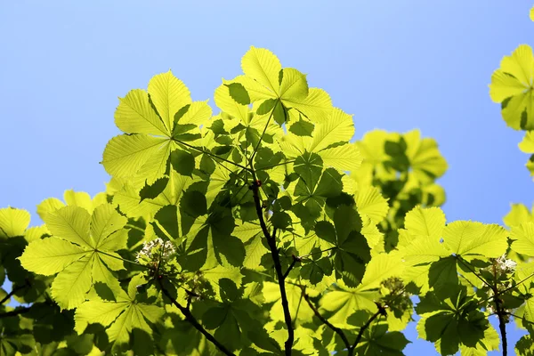 Hermosas hojas verdes del árbol — Foto de Stock