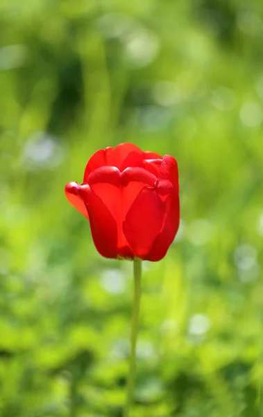 Flowers red tulips — Stock Photo, Image