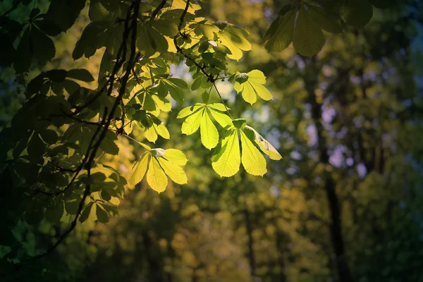 Hermosas hojas verdes del árbol — Foto de Stock