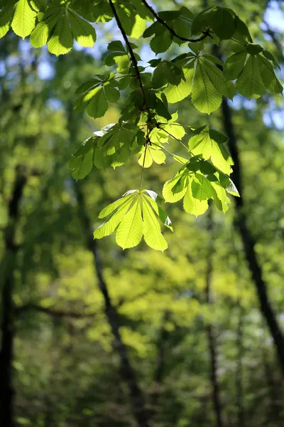 Hermosas hojas verdes del árbol — Foto de Stock