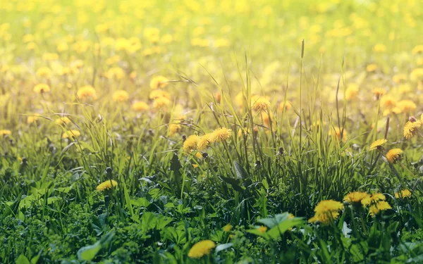 Primavera bei fiori denti di leone — Foto Stock