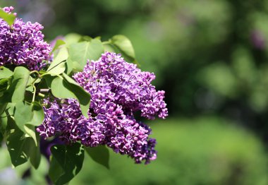 güzel bahar çiçek leylak  