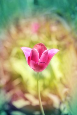 güzel bahar çiçek Lale  