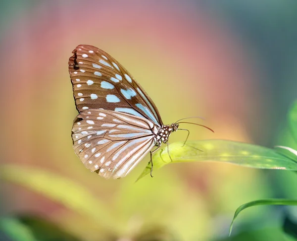 Hermosa mariposa — Foto de Stock