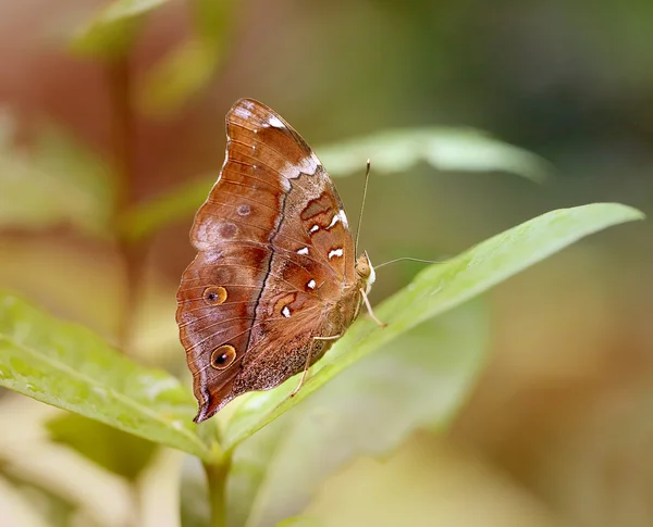 Hermosa mariposa — Foto de Stock