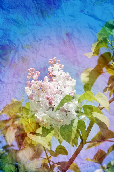 Krásný jarní květy Lila — Stock fotografie