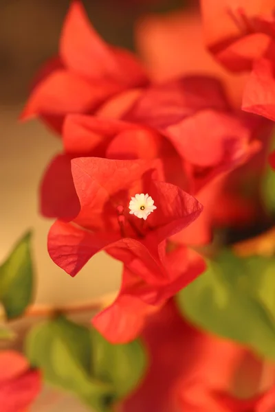 Beautiful colorful tropical flower — Stock Photo, Image