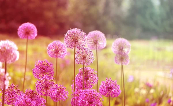 Bellissimi fiori denti di leone — Foto Stock