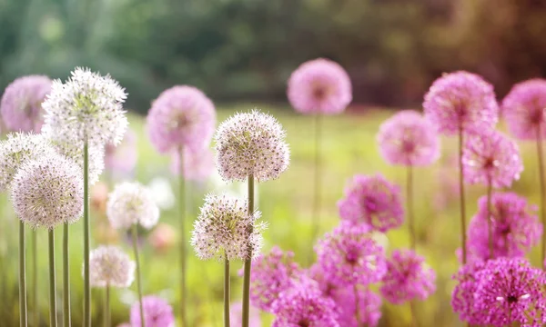 Bellissimi fiori denti di leone — Foto Stock