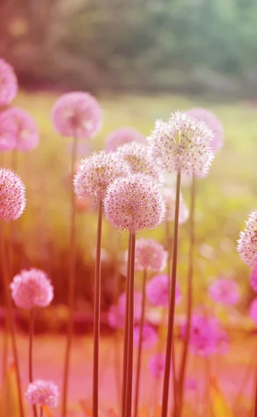 Красивые цветы одуванчиков — стоковое фото