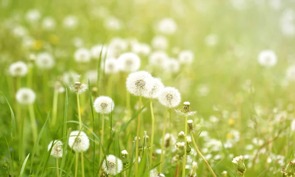 Bellissimi fiori denti di leone — Foto Stock