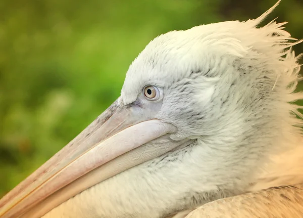 Portrait of a Pelican — Stock Photo, Image