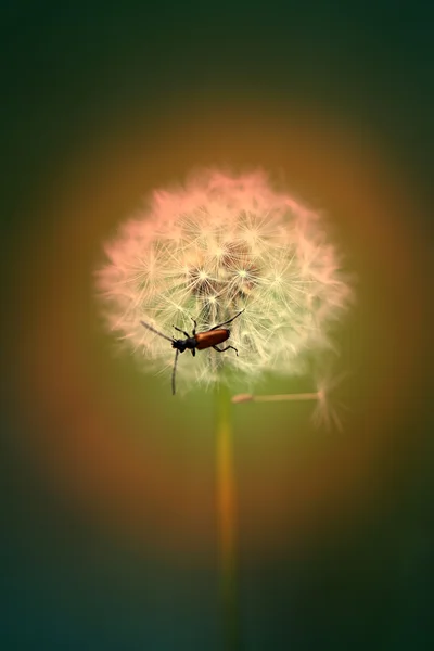 Beautiful dandelion flowers — Stock Photo, Image