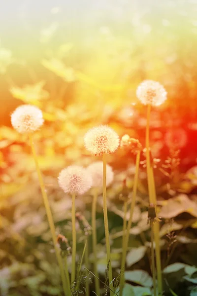 Bellissimi fiori di tarassaco — Foto Stock