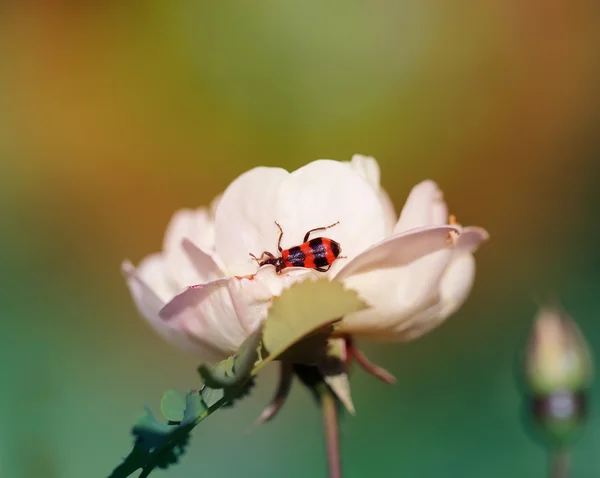 Beautiful flowers — Stock Photo, Image