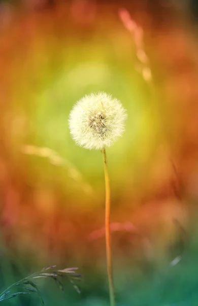 Beautiful dandelion flowers — Stock Photo, Image