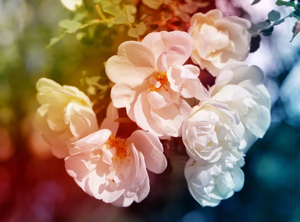 Hermosas flores — Foto de Stock