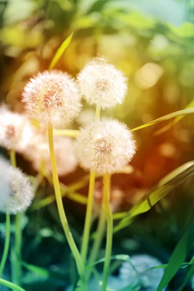 Beautiful dandelion flowers — Stock Photo, Image