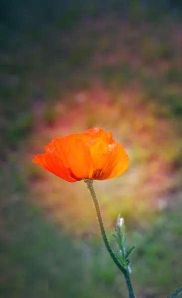 Güzel büyük kırmızı gelincik — Stok fotoğraf