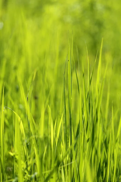 Beautiful green grass — Stock Photo, Image