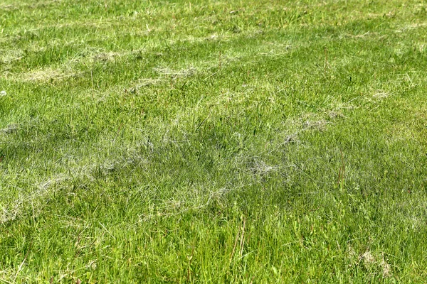 Beautiful green grass — Stock Photo, Image