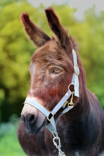 Belo retrato de um burro — Fotografia de Stock