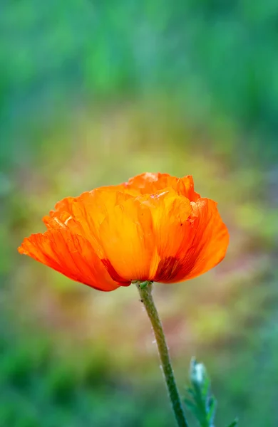 Krásný velký červený mák — Stock fotografie