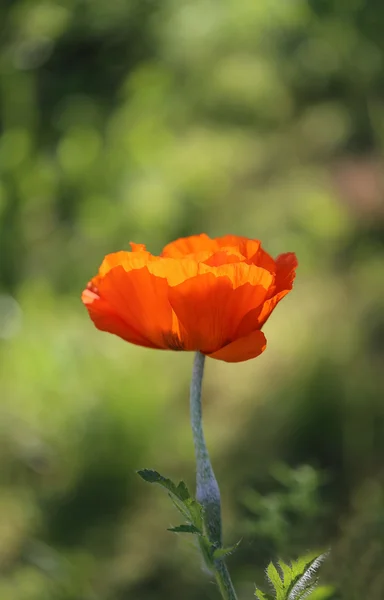 Hermosa amapola roja grande — Foto de Stock