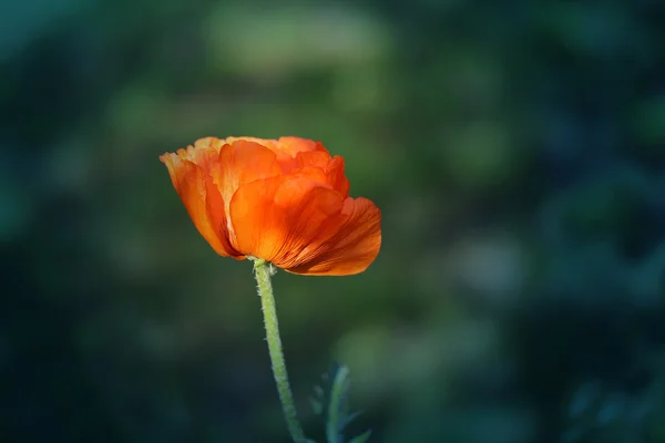 美丽的大红色罂粟 — 图库照片