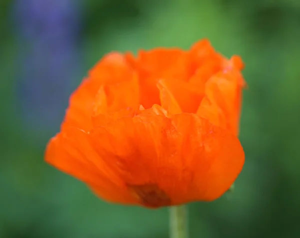 Krásný velký červený mák — Stock fotografie