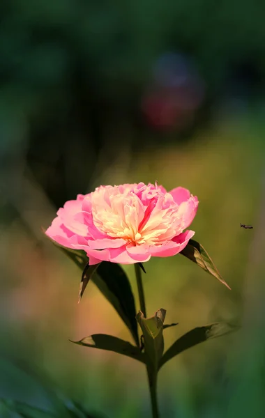 Afbeelding perfecte peony — Stockfoto