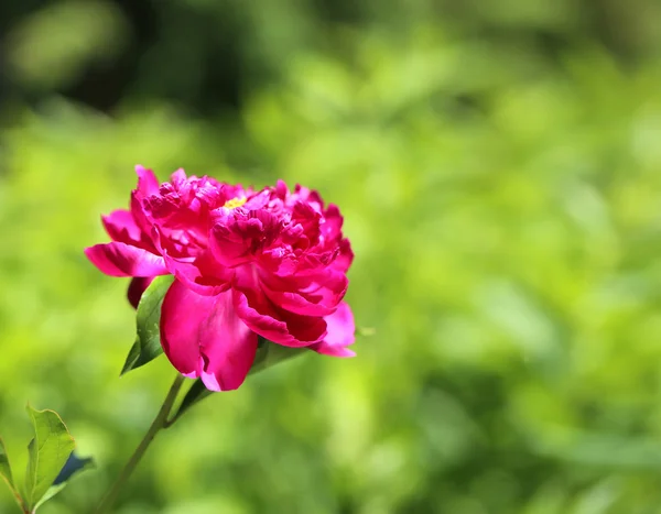 Picture perfect peony — Stock Photo, Image