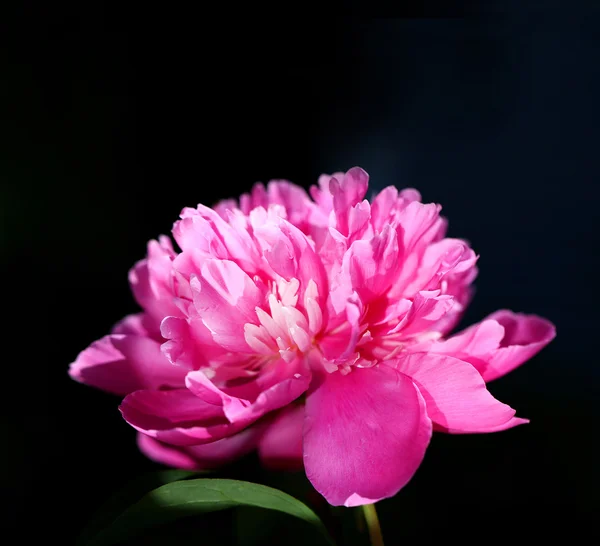 Imagem peônia perfeita — Fotografia de Stock