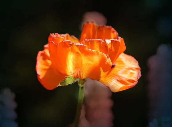 Beautiful large red poppy — Stock Photo, Image