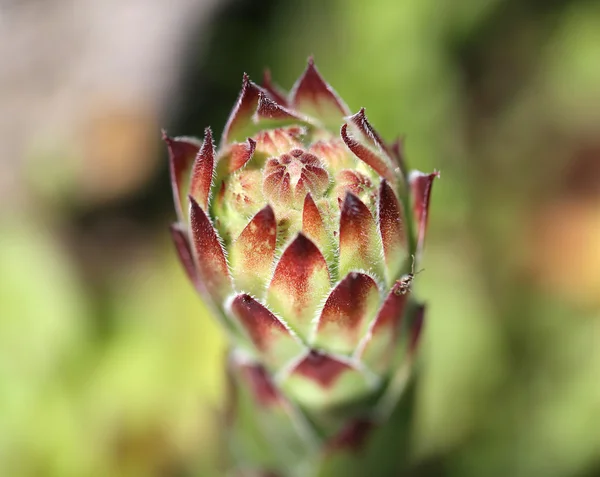 Hermosa hierba verde — Foto de Stock