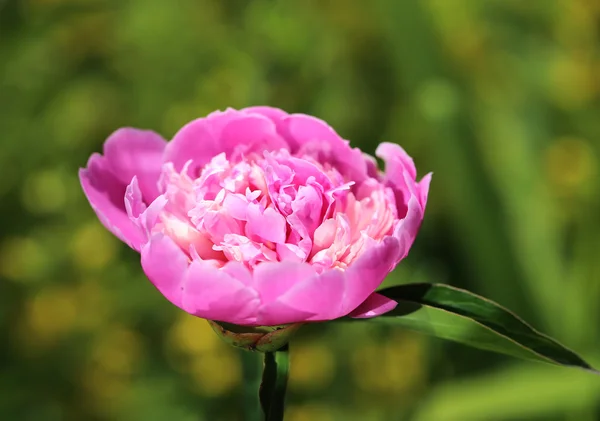 Picture perfect peony — Stock Photo, Image