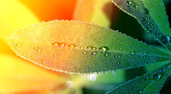 Hermosas hojas verdes grandes — Foto de Stock