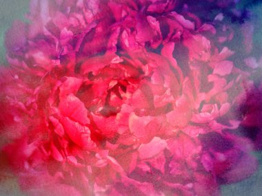 resim mükemmel Şakayık