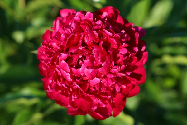 Picture perfect peony — Stock Photo, Image