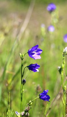 güzel kır çiçeği çan  