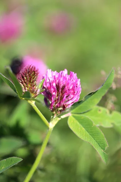 Beautiful wild flower clover — Stock Photo, Image