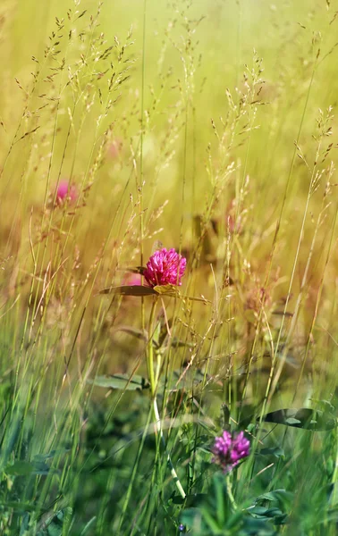 Bellissimo trifoglio di fiori selvatici — Foto Stock