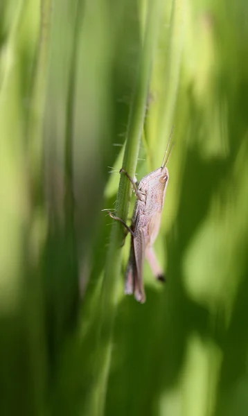 Beautiful grasshopper on a green branch — Stock Photo, Image